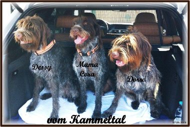 Dessy-Mama Cora und Dorro vom Kammeltal